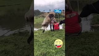 Amazing funny video🤣🤣trending youtubeshortsviralvideo funnyfunnyvideo facebook funny funny [upl. by Acinom]