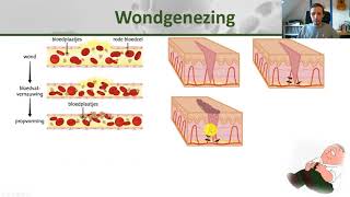 Biologie klas 2  De huid anatomie lichaamstemperatuur en wondgenezing  Gezondheid 6 [upl. by Doubler372]