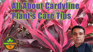 All About Cardyline Plants Care Tips [upl. by Cuthburt]