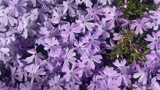 Phlox Groundcover Plant Profile [upl. by Alain]