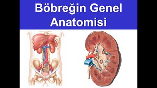 1 Böbreğin Genel Anatomisi YAYDAR [upl. by Damian777]