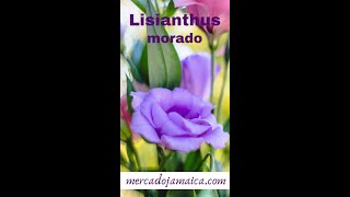 Arreglo floral con rosas amarillas y lisianthus morado [upl. by Namurt]