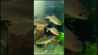 Red bellied piranha Fish  Tinfoill barb fish  goldfish fish aquarium aquariumpets petfish [upl. by Melisenda]