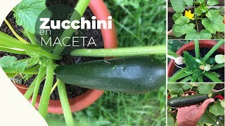 Zucchini en maceta  proceso completo paso a paso [upl. by Gibbon46]