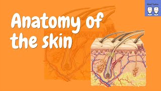 Anatomy of the Skin Epidermis Dermis Hypodermis [upl. by Ytirahc]