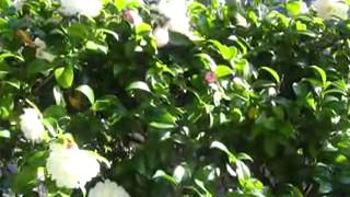 Camellia Sasanqua Sazanka in the Wind 4th Nov 2012 [upl. by Consalve]