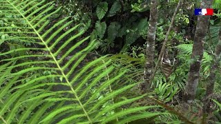 NaturesHumaines  promenade dans la forêt tropicale humide Série docu [upl. by Ott]