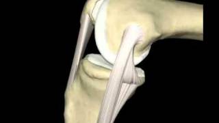 Ligamento Colateral Medial [upl. by Jyoti]