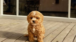 Puppy Growing from 2 month to 8 month  Cavoodle [upl. by Mcnutt145]