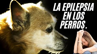 Epilepsia en Perros  IMÁGENES MUY FUERTES [upl. by Aihsein240]