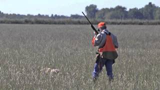 Bird Dog Trial tests dogs hunters [upl. by Anirol]