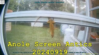 Anole Screen Antics 20240919 [upl. by Byrom642]