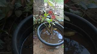 Planting white mangrove tree at home whitemangrove gardening [upl. by Enywad]