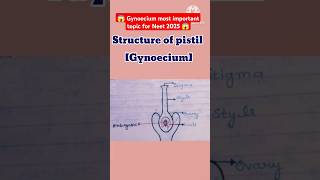 😱reproduction in flowering plants class 12GynoeciumPistilstructure shortsbiologycbscneet 📝❤️ [upl. by Ahsiruam]