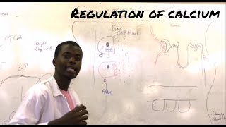 Regulation of calcium [upl. by Alvinia220]