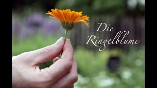 Die Ringelblume  Viriditas HeilpflanzenVideo [upl. by Yerocal]