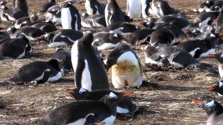 Gentoo Penguin on its Nest [upl. by Anaitsirhc809]