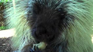 Teddy Bear the Porcupine Cools Off with a Frozen Banana [upl. by Av]