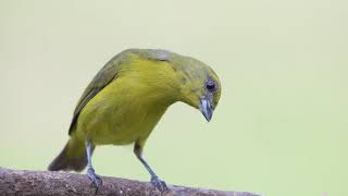 Yellow crowned Euphonia female [upl. by Kcirad]