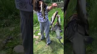 Little mama slayed the Catfish on the river today shad head for bait family fish catfish [upl. by Oirazan]