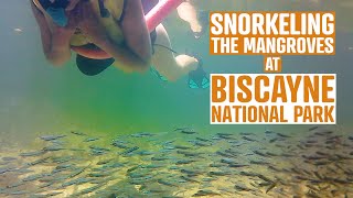 Snorkeling the Mangroves at Biscayne National Park  A Watery Wonderland in the Mangrove Forest [upl. by Ecirtaed802]