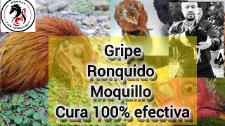 Gripe Ronquera moquillo en Aves Tratamiento y Cura 100 efectiva y Barata [upl. by Nelyak]