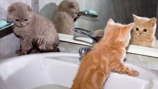 FUNNIEST Baby Animals ðŸ¤£ ðŸ˜‚  Best Cats Dogs amp Farm Animals [upl. by Ecnedurp818]