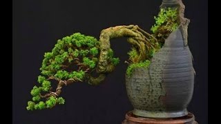 Unique Bonsai Styles [upl. by Hollerman]