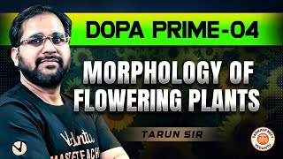 MORPHOLOGY OF FLOWERING PLANTS CLASS 11  DOPA PRIME 04  NEET 2025 DOPA PRIME SOLUTION TARUN SIR [upl. by Imij]