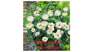 Danie en Alie Witte Rozen [upl. by Ammon]