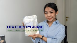 LỰA CHỌN ĐÚNG ENZYME XYLANASE DÙNG TRONG THỨC ĂN CHĂN NUÔI [upl. by Dex]