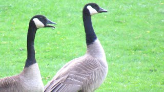 Canada Geese HONKING DOG Alarm Call [upl. by Dasa380]