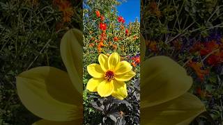 Chicago Botanic Garden Blooms [upl. by Packton158]