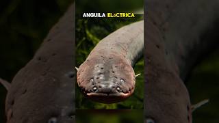 Anguilas eléctricas Electrophorus electricus🌊 shorts animales curiosidades oceano biologia [upl. by Nikal782]