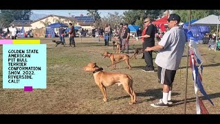 Golden State APBT Puro Pit Bulls Conformation Show Riverside Cali 2022 [upl. by Monto198]