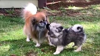 Tibetan Spaniels [upl. by Jovia]