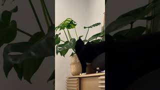 curious plant cat 🪴🐈‍⬛ [upl. by Ylatfen]