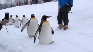 Penguin walk at Asahiyama Zoo Asahikawa Japan 旭山動物園のペンギンの散歩。 [upl. by Nospmoht]