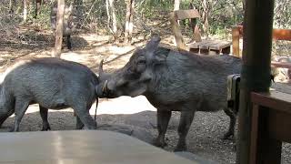 Warthog mating sounds and actions in the bush [upl. by Suoilenroc]