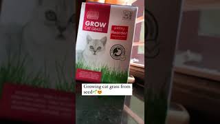 MPets Cat Grow Grass [upl. by Calan]