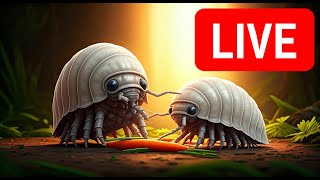 Live Stream  Isopods grazing on a carrot [upl. by Waldon]