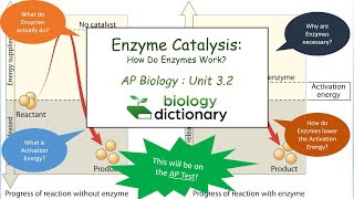 Enzyme Catalysis How Do Enzymes Work  AP Biology 32 [upl. by Clayton]