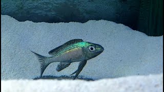 Cyathopharynx furcifer quotKigomaquot  Featherfin Cichlid  UPDATE Video Male coloring up [upl. by Elletsirhc953]