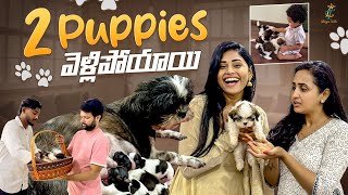 2 Puppies వెళ్లిపోయాయి 😢  Shih Tzu Puppies  Lasya Talks [upl. by Trebloc]