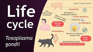 Life Cycle of Toxoplasma gondii  Parasitology  Basic Science Series [upl. by Bledsoe411]