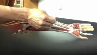 MUSCULAR SYSTEM ANATOMY Anterior forearm model description Somso [upl. by Beulah]