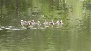 Spotbilled Duck with its Chicks [upl. by Gipps292]