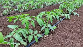 Tomato Farming  watch full video for beautiful experience of tomato farm [upl. by Nagap246]