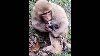 Mom monkey cleaning her newborn baby monkey [upl. by Eillac]