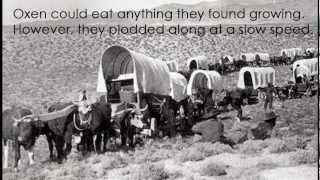 Covered Wagons of the Oregon Trail [upl. by Garber823]